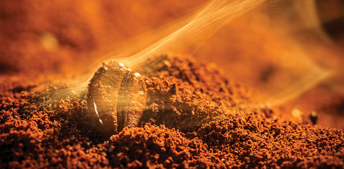 Close-up of a coffee bean resting in freshly ground coffee, symbolizing the rich aroma and intensity of freshly brewed coffee.