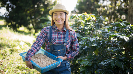 Smiling woman harvesting fresh coffee beans in a lush coffee plantation.